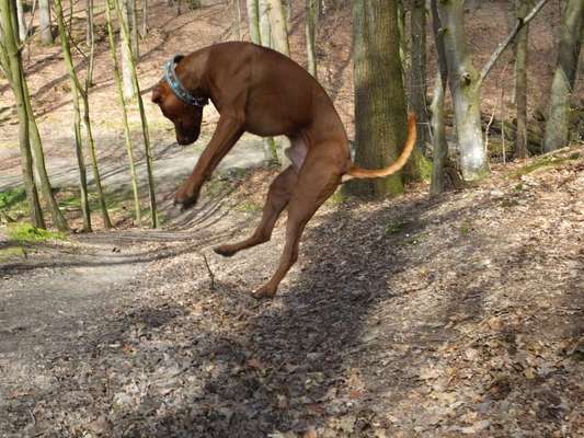 Dogorama Photo Challenge - Hunde in Action-Beitrag-Bild
