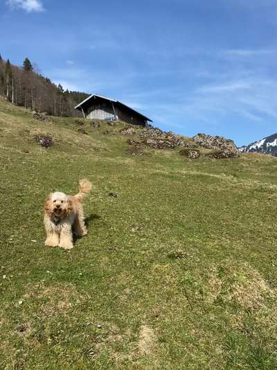 Hundetreffen-Hunde Treff, Gassirunden-Bild