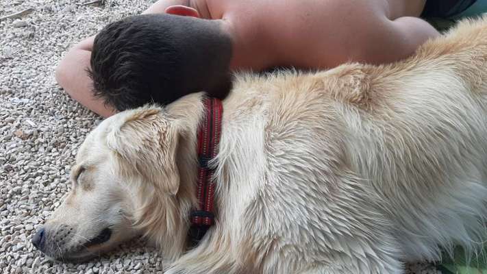 Wo sind die Golden Retriever Liebhaber?-Beitrag-Bild