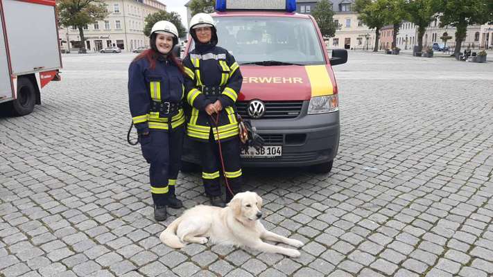 Wo sind die Golden Retriever Liebhaber?-Beitrag-Bild