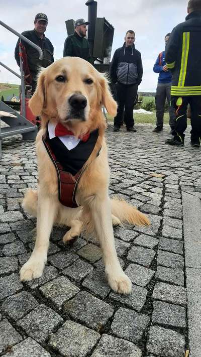 Wo sind die Golden Retriever Liebhaber?-Beitrag-Bild