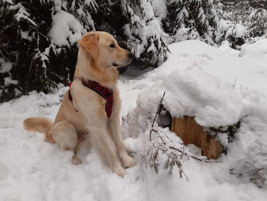 Wo sind die Golden Retriever Liebhaber?-Beitrag-Bild