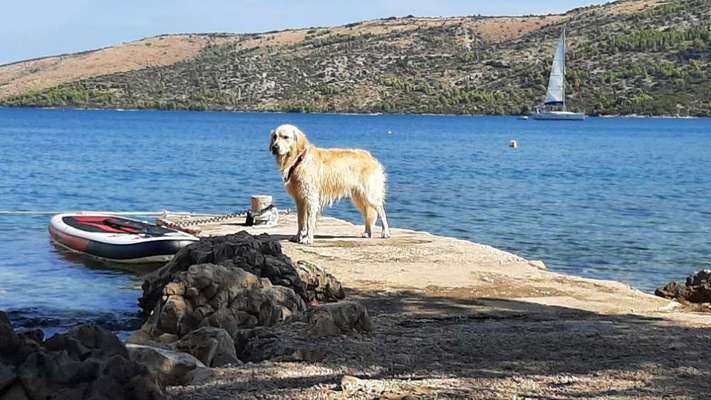 Wo sind die Golden Retriever Liebhaber?-Beitrag-Bild