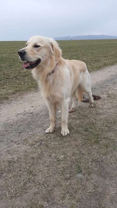 Wo sind die Golden Retriever Liebhaber?-Beitrag-Bild