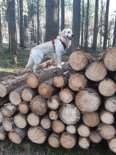 Wo sind die Golden Retriever Liebhaber?-Beitrag-Bild