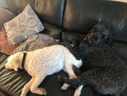 Hund aus dem Spanischen Tierschutz-Beitrag-Bild