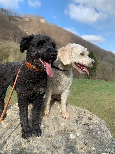 Hund aus dem Spanischen Tierschutz-Beitrag-Bild