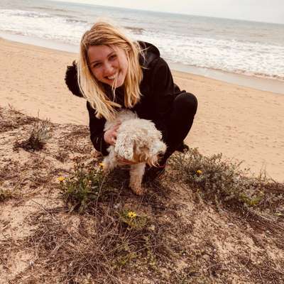 Hundetreffen-Treffen mit souveränen Hund