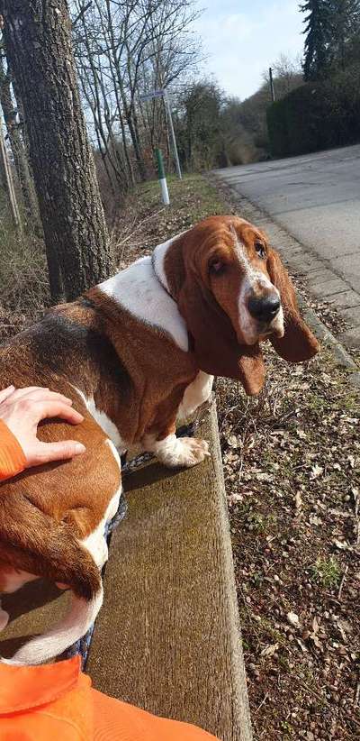 Basset Hound-Beitrag-Bild