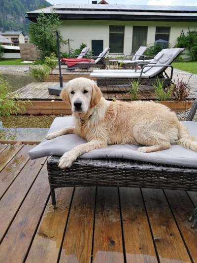 Wo sind die Golden Retriever Liebhaber?-Beitrag-Bild
