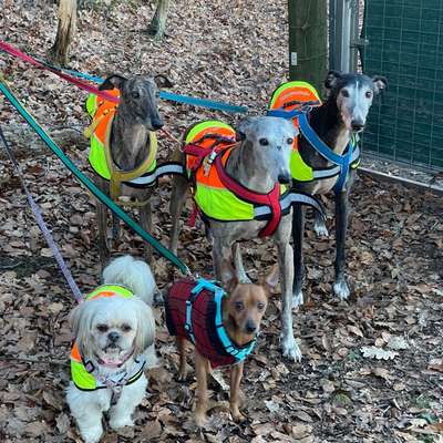 Hundetreffen-Galgo Treff ♥️-Bild