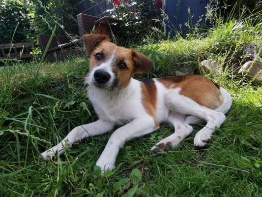 Seltene Rassen!-Beitrag-Bild