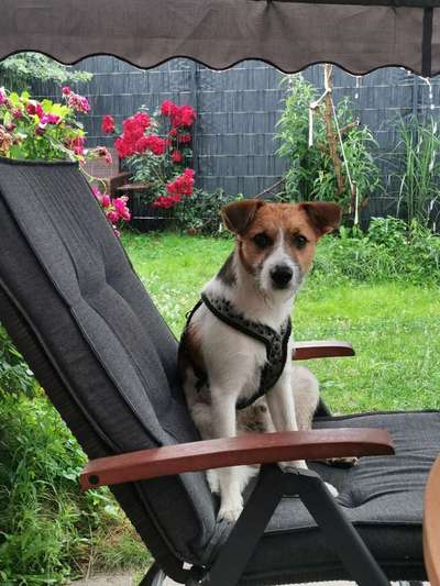 Seltene Rassen!-Beitrag-Bild