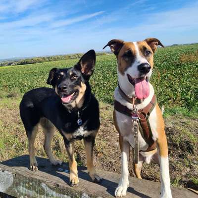 Hundetreffen-neue freunde-Bild