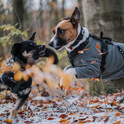 Hundetreffen-Wandern, Trainieren und Fotografieren-Bild