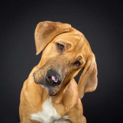 Welpen Bilder !-Beitrag-Bild