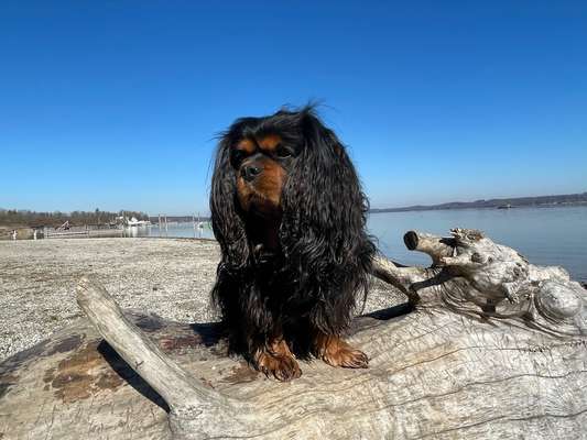 Cavalier King Charles Spaniel?-Beitrag-Bild