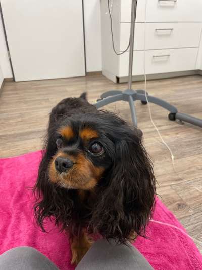 Hund als Blutspender-Beitrag-Bild