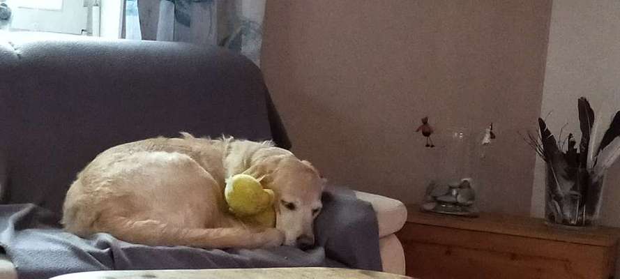 Labradorfans-Beitrag-Bild