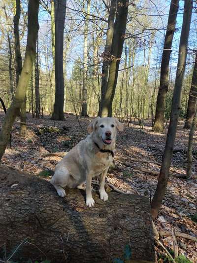 Labradorfans-Beitrag-Bild