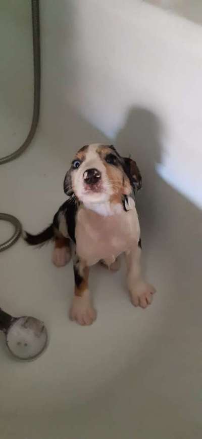 Welpen Bilder !-Beitrag-Bild