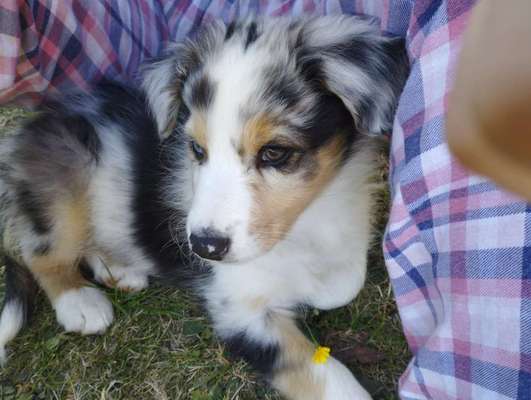 Welpen Bilder !-Beitrag-Bild