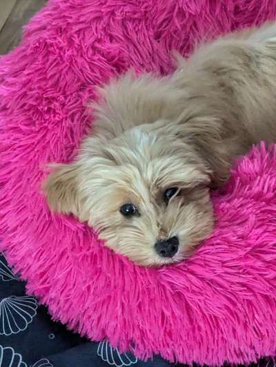 Hundetreffen-Treffen zum Trainieren-Bild