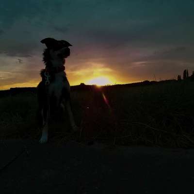 Hundetreffen-Hunde Freunde für angsthund gesucht!-Profilbild