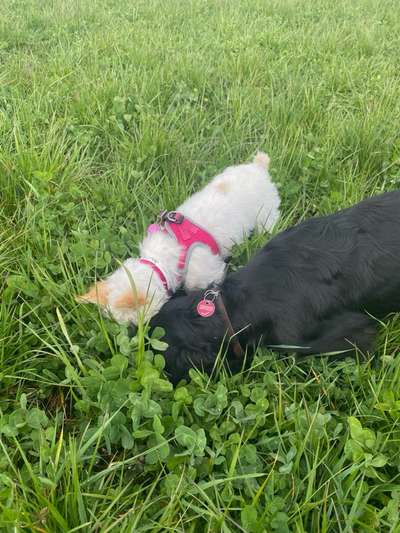Bester Freund, Hundekumpel - zeigt her!-Beitrag-Bild