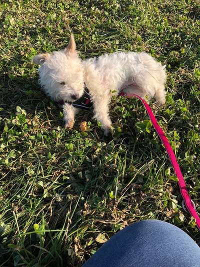 Die Dogorama Monats Challenge "Es grünt und blüht"-Beitrag-Bild