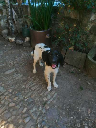 Leine laufen chaos-Beitrag-Bild