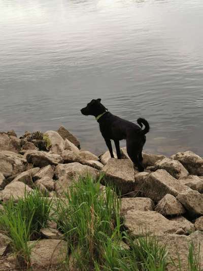 Dogorama-Monats-Challenge-Mai "Wasser"-Beitrag-Bild