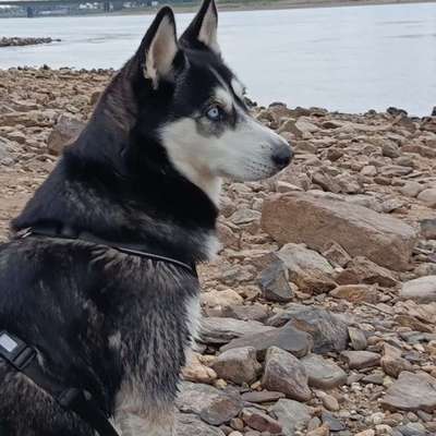 Hundetreffen-Toben und Gassi....-Bild