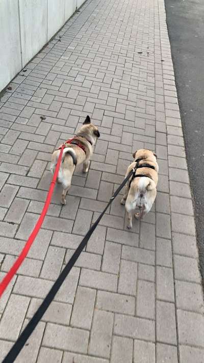 Hundetreffen-Gassi gehen/Spielen-Bild