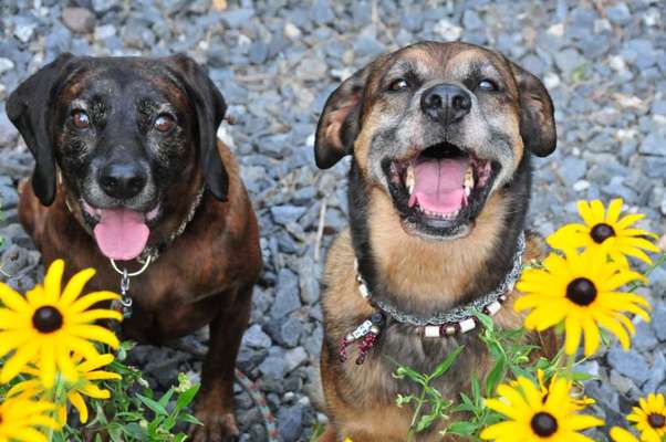 Die Dogorama Monats Challenge "Es grünt und blüht"-Beitrag-Bild