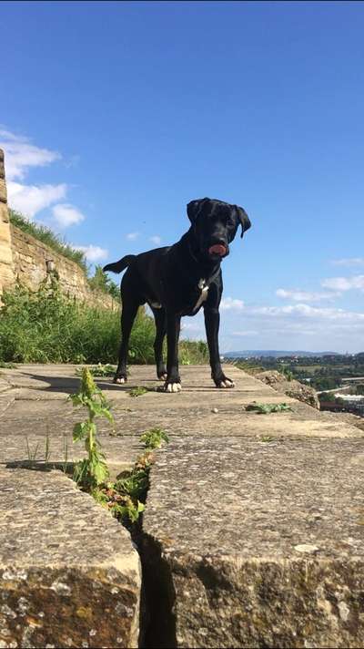 Mischlingshunde Foto Aufruf-Beitrag-Bild