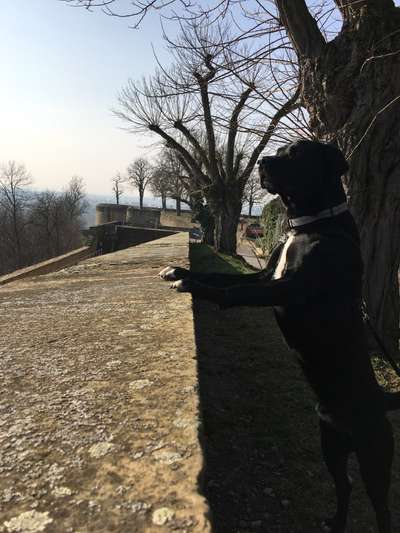 Dogorama Photo Challenge - Der Frühling kommt-Beitrag-Bild