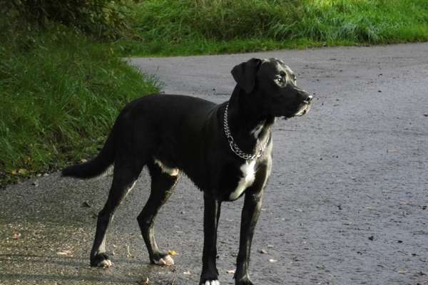 Mischlinge raten - Rätselspaß-Beitrag-Bild