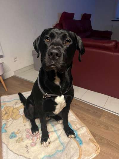 Dogorama Photo Challenge - Hundeblick zum hinschmelzen-Beitrag-Bild