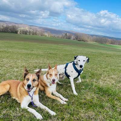 Hundetreffen-Spaziergang, Training, Cavaletti, Dummytraining-Bild