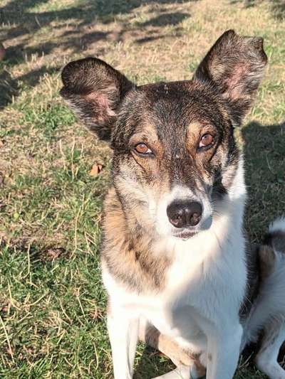 Unsere Fellnasen-Vielfalt im Überblick!-Beitrag-Bild