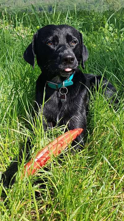 Die Dogorama Monats Challenge "Es grünt und blüht"-Beitrag-Bild