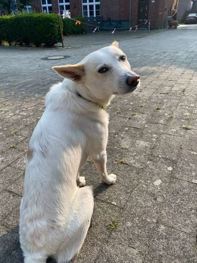 Hundetreffen-Gemeinsame Spaziergänge rundum Hiltrup/Kanal/Hohe Award-Bild