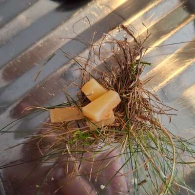 Giftköder-Giftköder-Bild