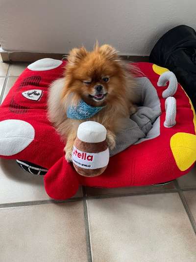 Zeigt eure verrücktesten Hundebilder-Beitrag-Bild