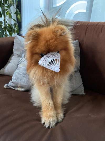 Zeigt eure verrücktesten Hundebilder-Beitrag-Bild