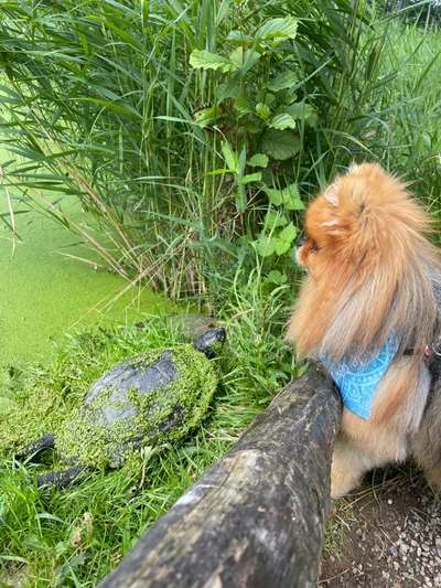 Fotochallenge Nr. 51 "Euer Hund mit anderen Tieren"-Beitrag-Bild