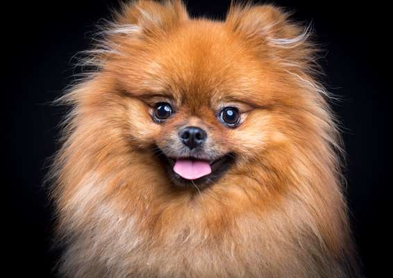 Die Dogorama Kalender Challenge Titelbild-Beitrag-Bild