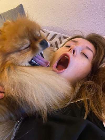 Zeige das lustigste Bild eures Hundis-Beitrag-Bild