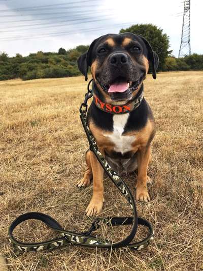 Mischlinge raten - Rätselspaß-Beitrag-Bild